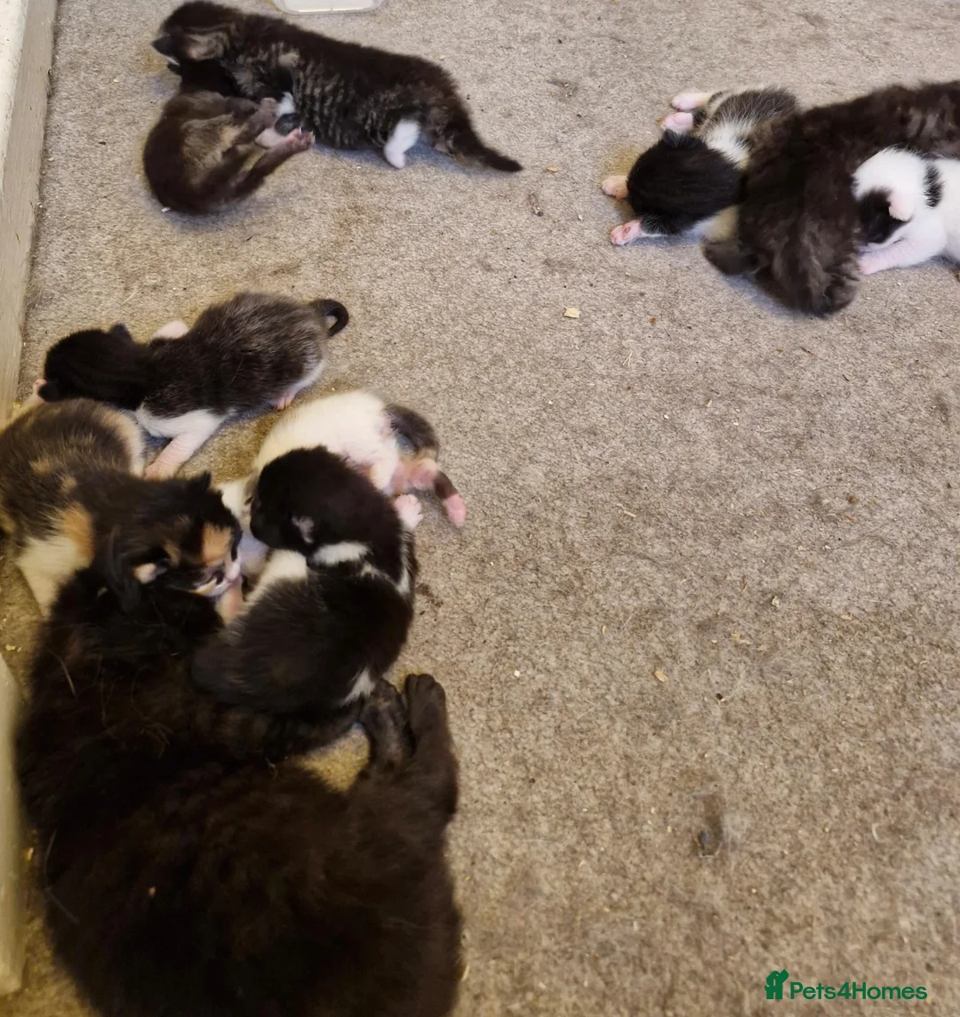 Mixed Breed cats for sale: 12 kittens  in Nottingham - Advert 9