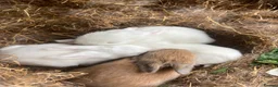 Lionhead rabbits for sale: beautiful lionhead rabbits  - Advert 4
