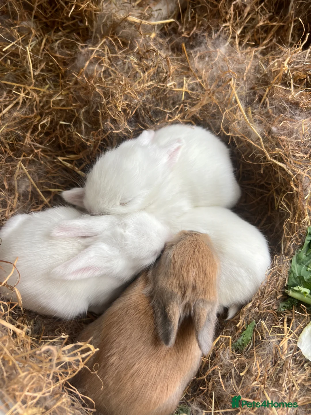 Lionhead rabbits for sale: beautiful lionhead rabbits  - Advert 4