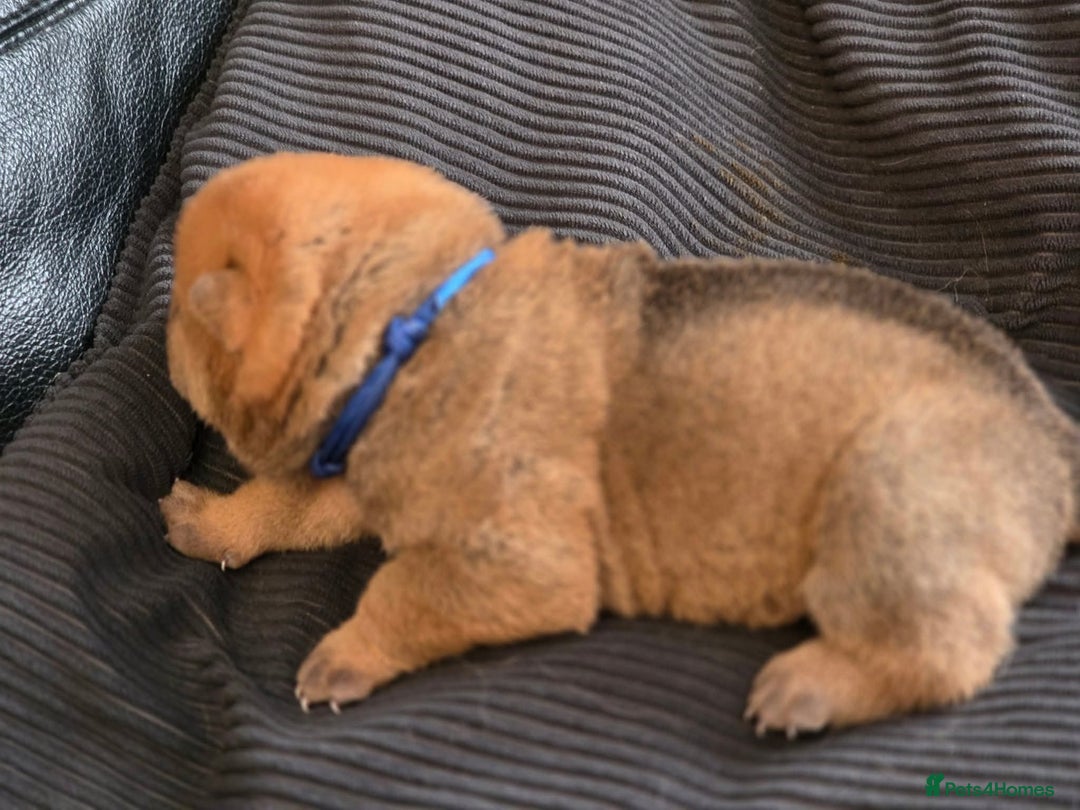 Mixed Breed dogs for sale: Chow Pei puppies - Advert 11