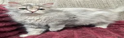 Siberian cats for sale: Blue/cream Silver Tortie Siberian Kitten - Advert 7