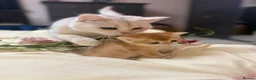 British Shorthair cats for sale: Beautiful British Shorthair Kittens  - Advert 17