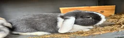 Mini Lop rabbits for sale: 4 Mini Lop Female Rabbits - Advert 5