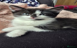 Mixed Breed cats for sale: Maine coon mix kittens for sale.  - Image 1