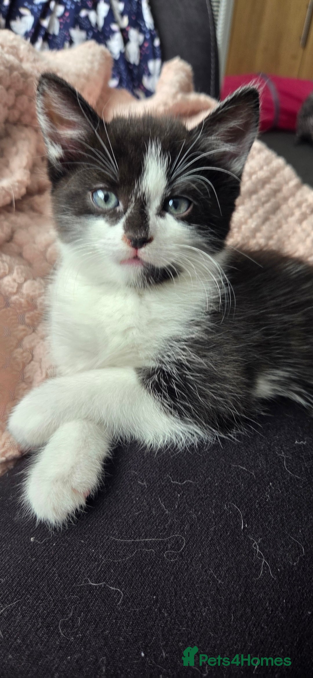 Mixed Breed cats for sale: Maine coon mix kittens for sale.  - Image 1