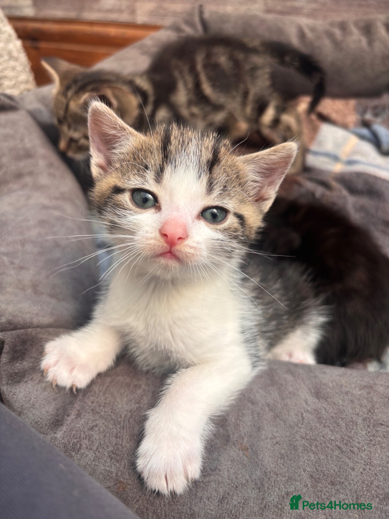 Mixed Breed cats One Beautiful Confident boy left! - Advert 20