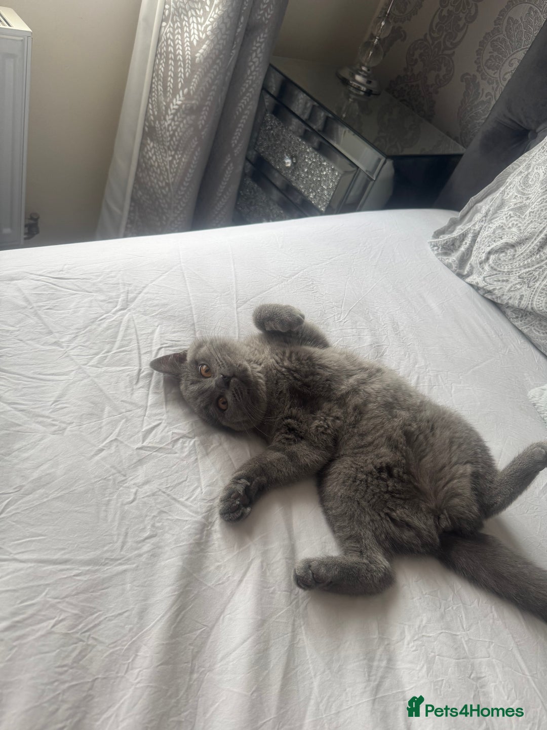 British Shorthair cats for sale: British Shorthair-Female - Image 5