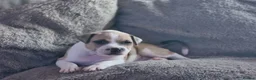 Mixed Breed dogs for sale: Beautiful Staffordshire cross puppies  in Stoke-on-Trent - Advert 20