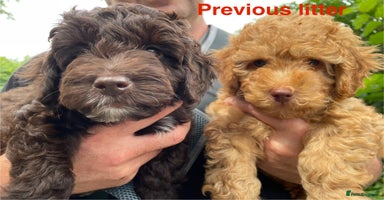 Cockapoo dogs - Advert 16