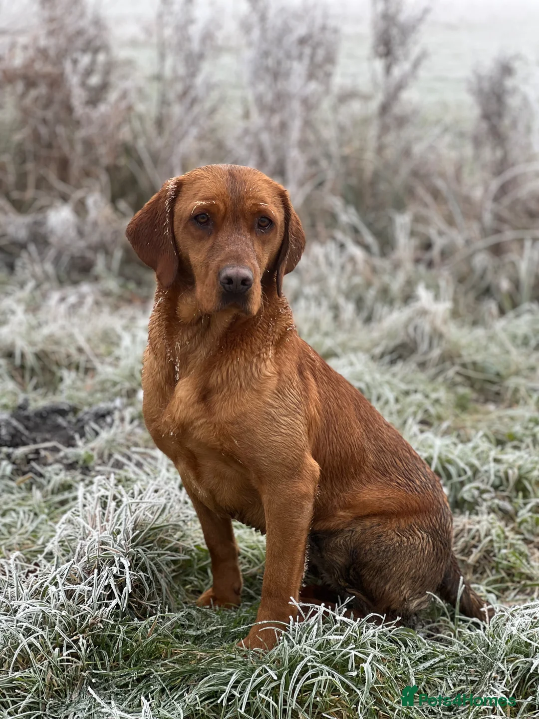 Labrador Retriever dogs for sale: Stunning Fox Red Labrador pups for sale - Advert 1