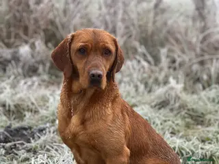 Labrador Retriever dogs Stunning Fox Red Labrador pups for sale - Advert 5