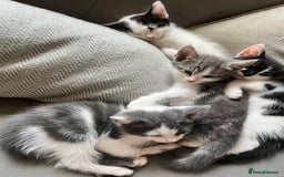 Domestic Shorthair cats for sale: Beautiful litter of kittens for sale - Image 21