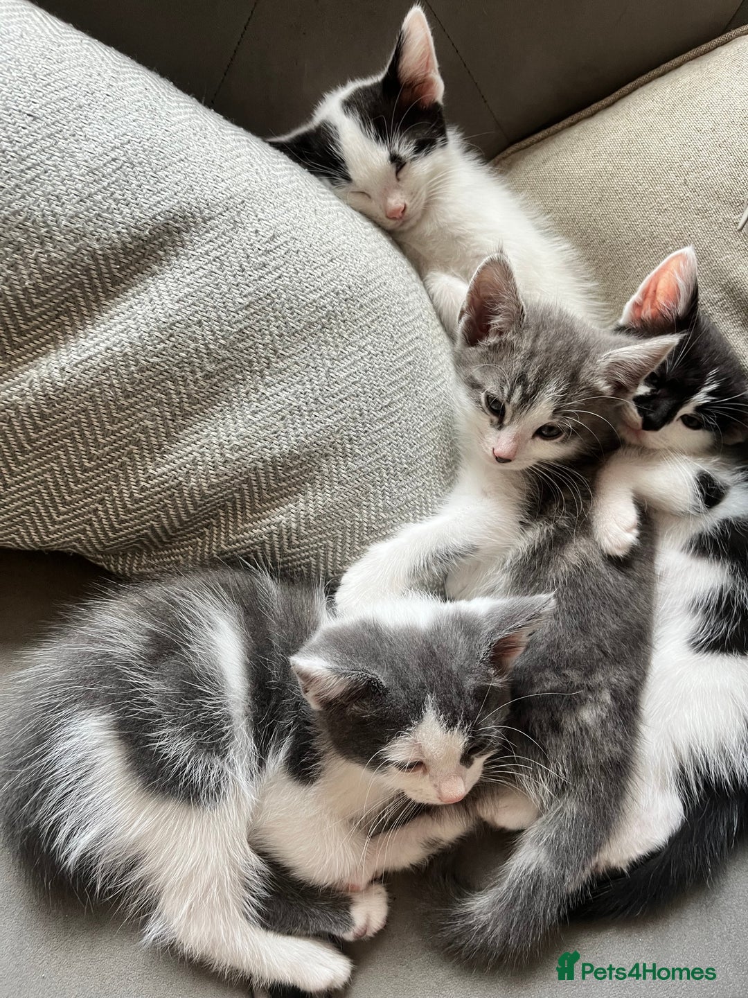 Domestic Shorthair cats for sale: Beautiful litter of kittens for sale - Image 21