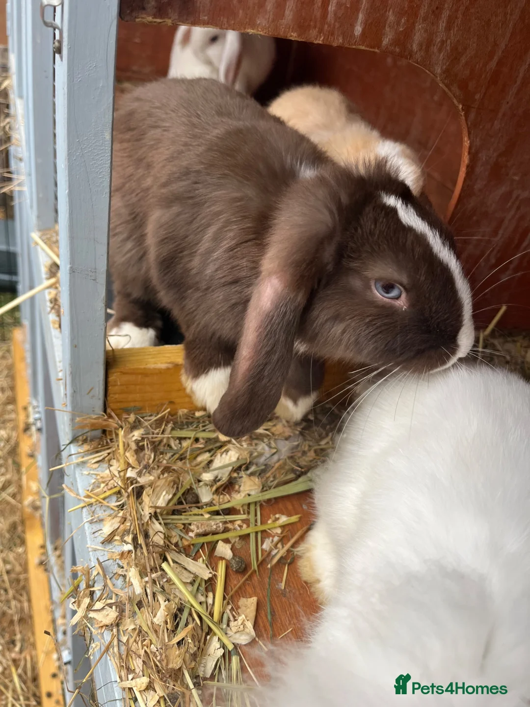 Lionhead rabbits for sale: 14 lion head lops ready - Advert 2
