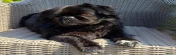 Pug dogs for sale: Long haired Pug puppies - Advert 15