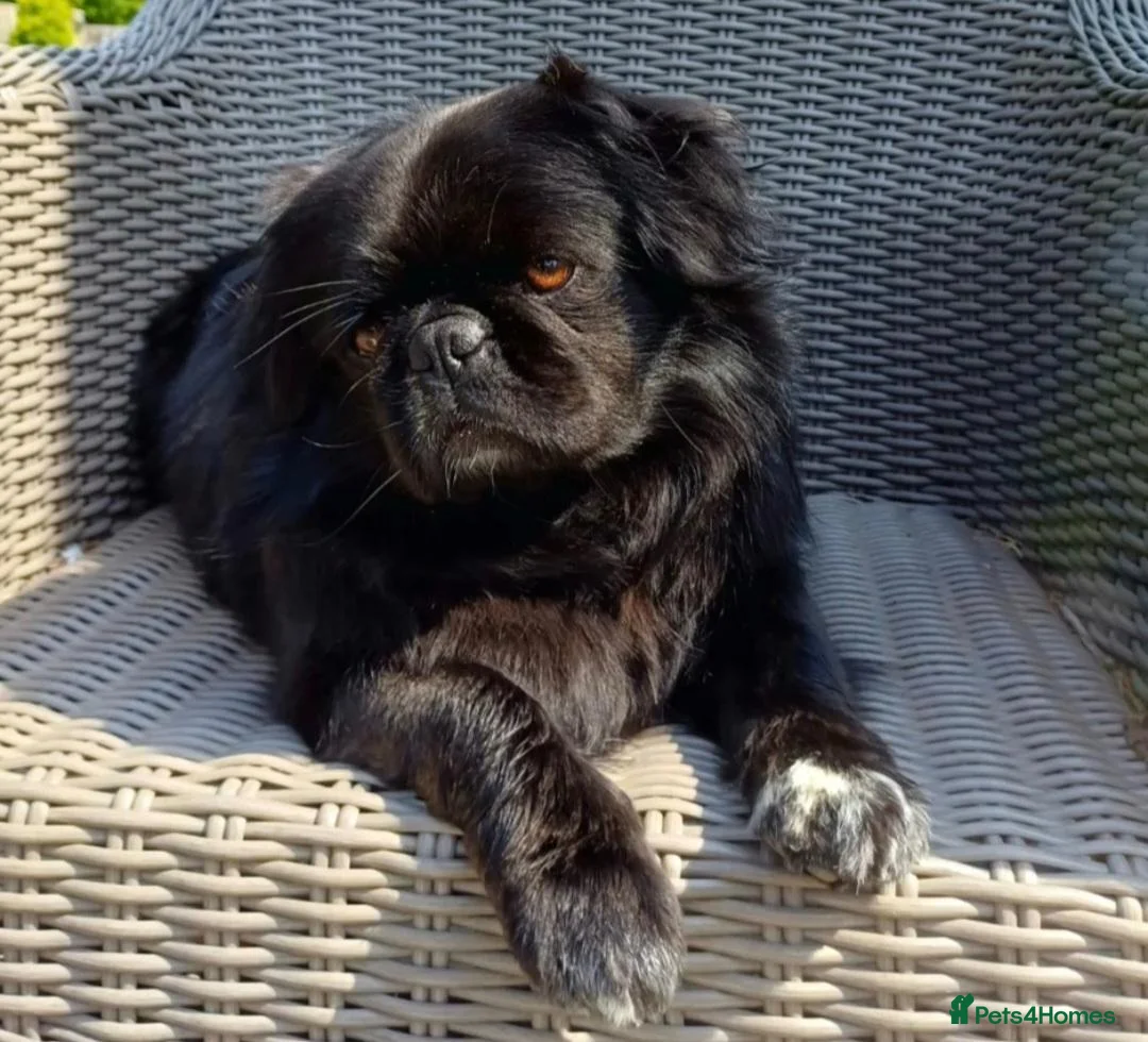 Pug dogs for sale: Long haired Pug puppies - Advert 15