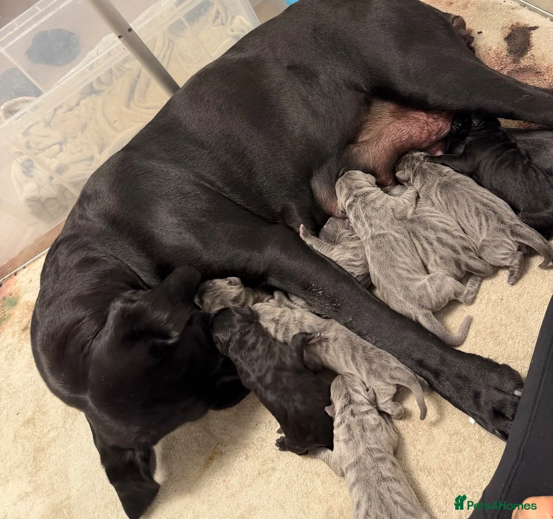 Cane Corso dogs for sale: 10 stunning cane corso puppies for sale!! - Advert 30