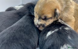 Mixed Breed dogs for sale: Floodle  - Image 7