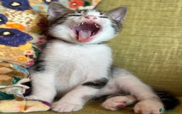 Mixed Breed cats for sale: 7 happy kittens ready for their new home - Image 21