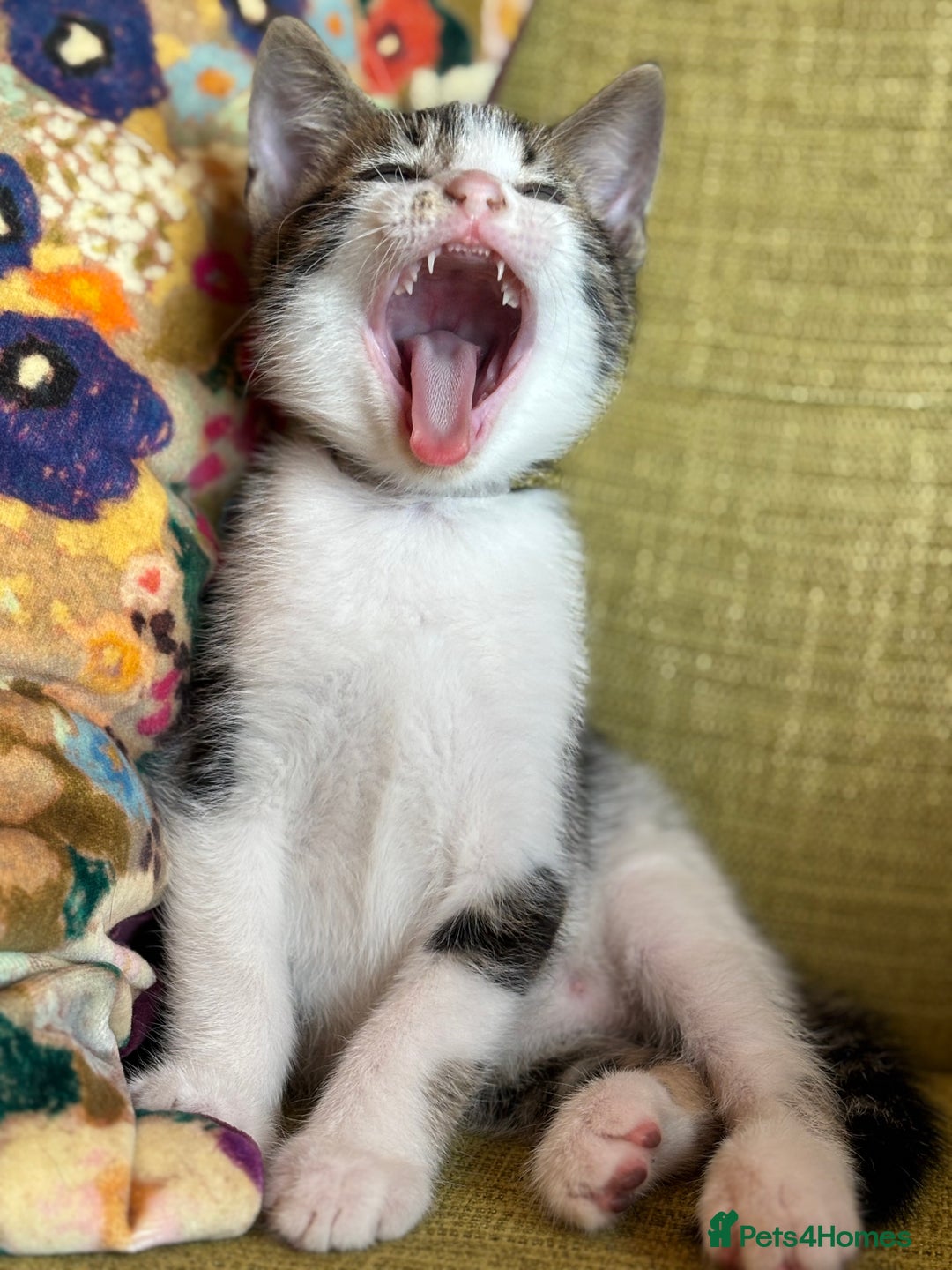 Mixed Breed cats for sale: 7 happy kittens ready for their new home - Image 21