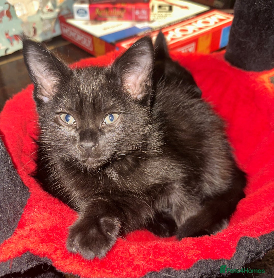 Maine Coon cats for sale: Maine Coon Kittens  - Advert 11