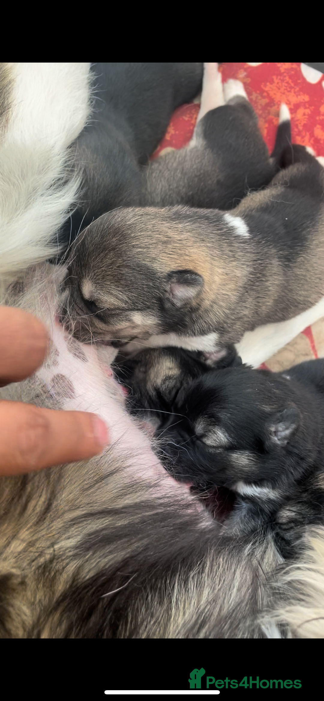Huskita dogs for sale: akkita mix hussky - Image 13