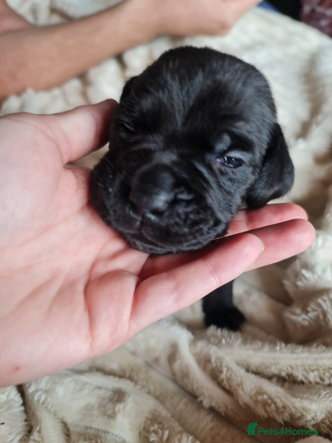 Cane Corso dogs for sale: Cane corso puppies  - Image 14