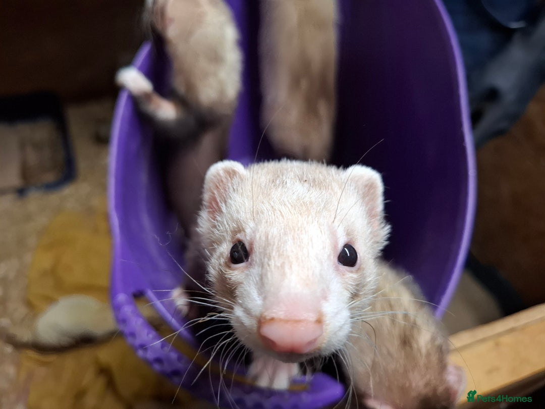 Ferret rodents for sale: Ferret Kits for Sale - Image 1