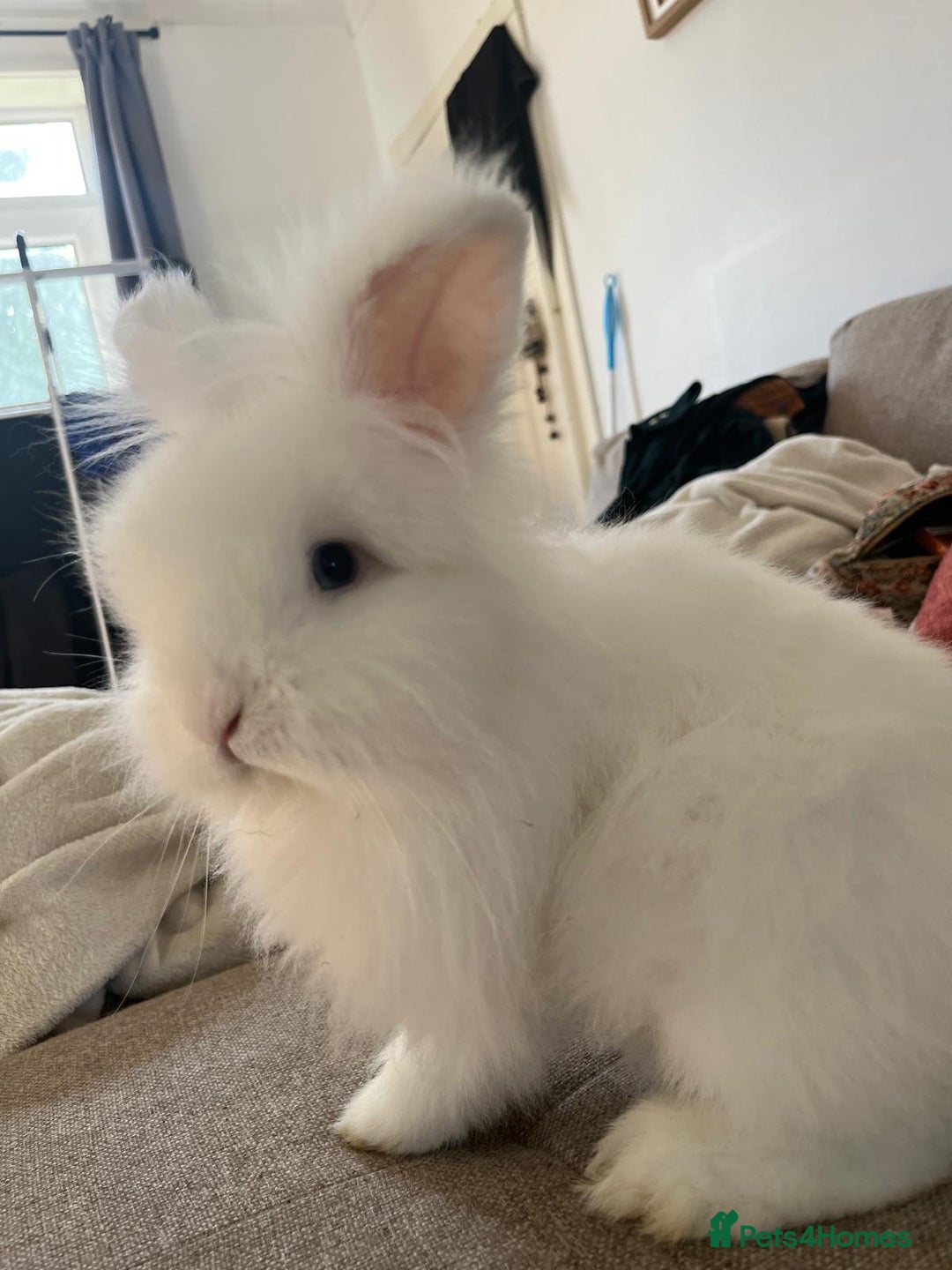 Lionhead rabbits for sale: White lionhead - Advert 4