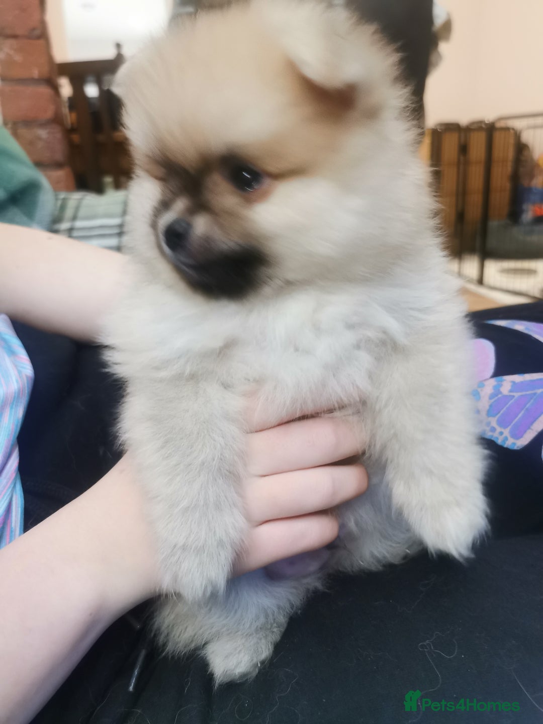 Pomeranian dogs for sale: Pomeranian male KC puppy  - Advert 2