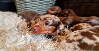 Miniature Dachshund dogs - Advert 7