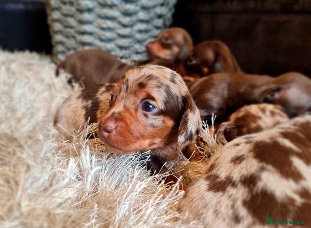 Miniature Dachshund dogs for sale: 💜Extra miniature chocholate dapple daschunds💜  - Image 14