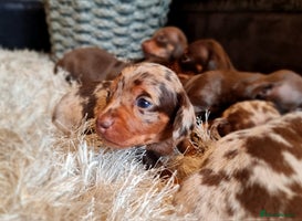 Miniature Dachshund dogs - Advert 14