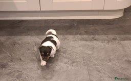 Jack Russell dogs for sale: Jack Russell Puppies - Image 5