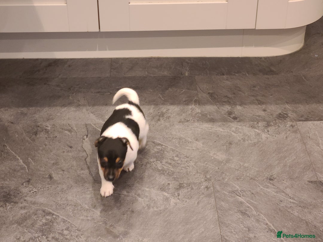 Jack Russell dogs for sale: Jack Russell Puppies - Image 5