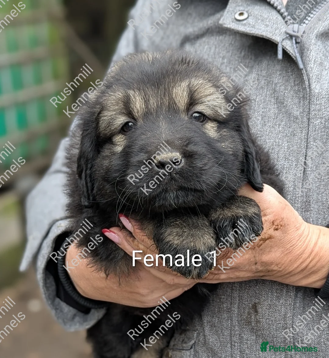 Caucasian Shepherd Dog dogs for sale: Caucasian Shepherd Pups - Advert 9