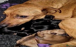 Mixed Breed dogs for sale: Stunning JR x Border Terrier pups - Image 8