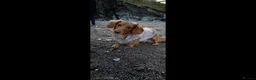 Miniature Dachshund dogs for stud: Archie - Advert 3