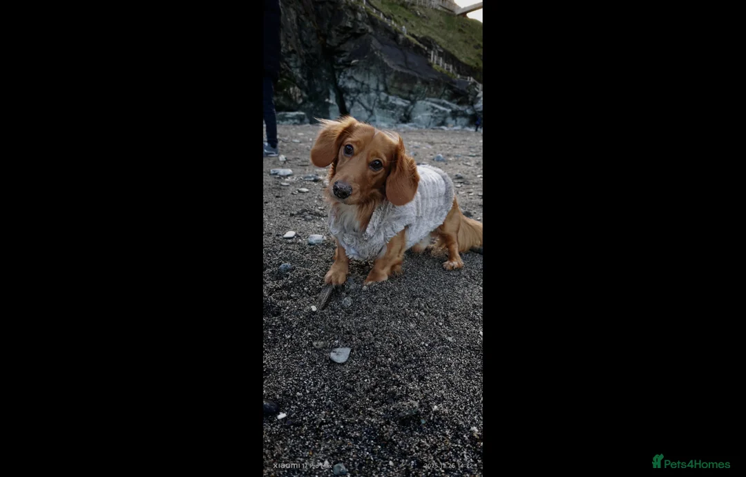 Miniature Dachshund dogs for stud: Archie - Advert 3