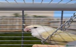 Lovebirds birds for sale: Lovebird (plus cage) - Image 3