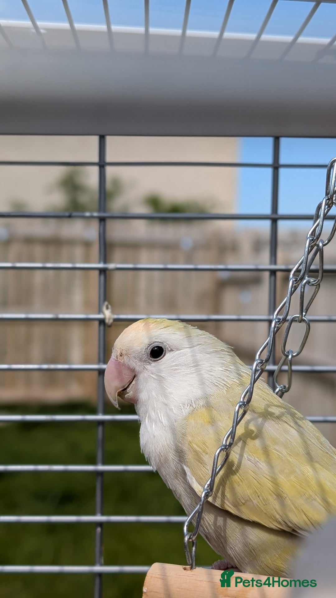 Lovebirds birds for sale: Lovebird (plus cage) - Image 3