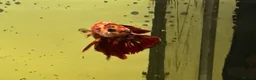 Angelfish fish for sale: Angel Fish/Shrimp/Golden Danio/Betta  - Advert 6