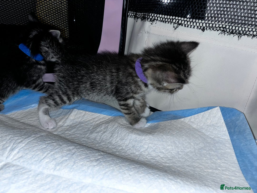 Mixed Breed cats for sale: 5 beautiful tabby kittens - Image 5