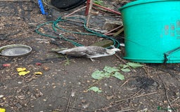 Mixed Breed birds for sale: Peachicks for sale  - Image 2