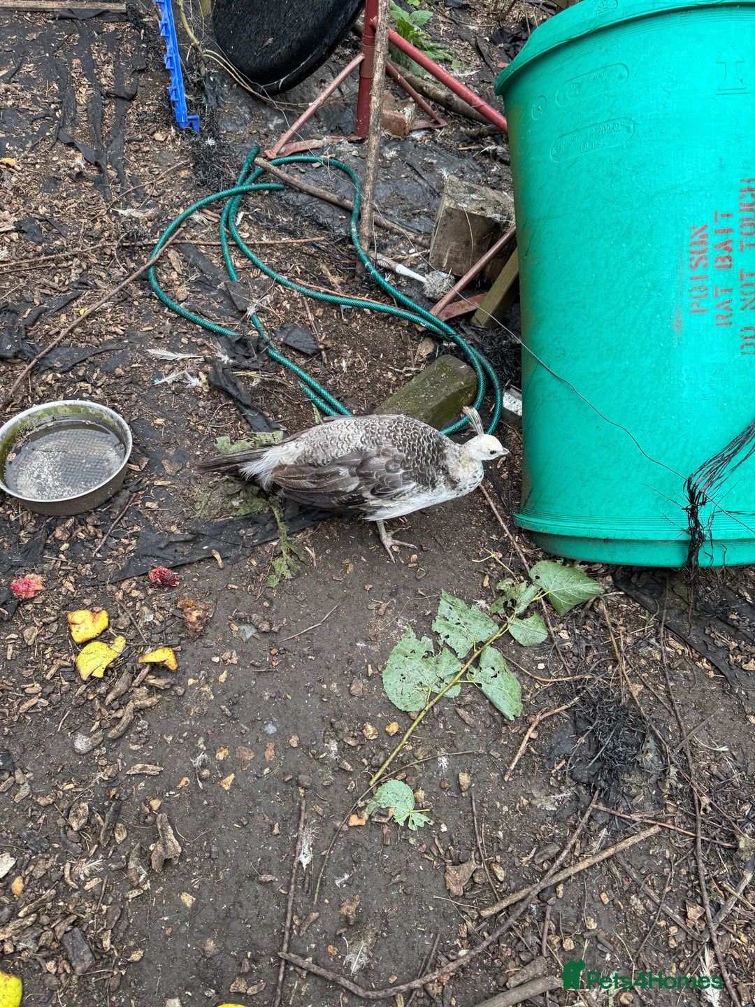 Mixed Breed birds for sale: Peachicks for sale  - Image 2