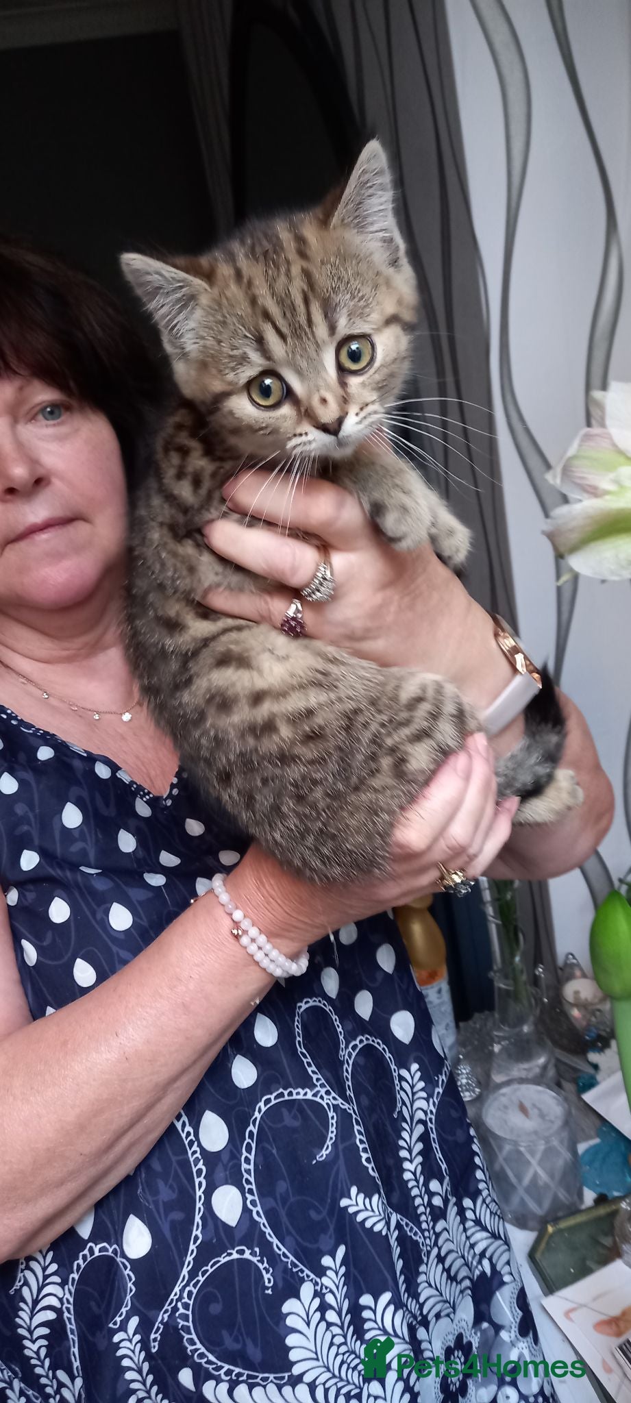 Mixed Breed cats  British shorthair X Siberian - Advert 18