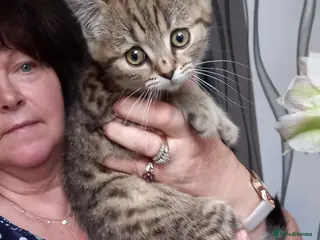 Mixed Breed cats British shorthair X Siberian - Advert 2