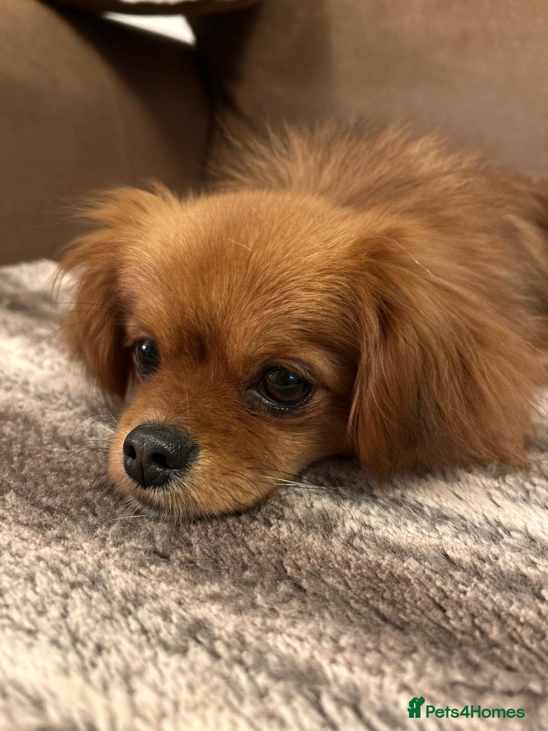 Mixed Breed dogs for adoption: Gorgeous little girl for adoption - Advert 3