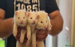 Ferret rodents for sale: Amazing Albino Ferret Kits - Image 1