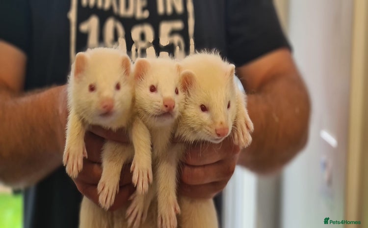 Ferret rodents - Advert 15